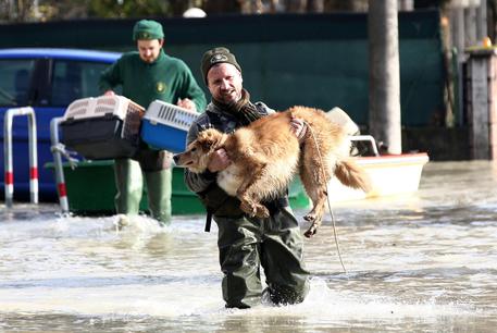 Rimini, alluvione: situazione drammatica per gli animali, serve un "rescue team" a livello nazionale - Chiamamicitta